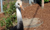 hooded crane