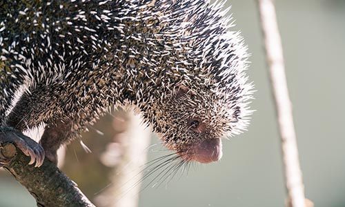 prehensile-tailed porcupine