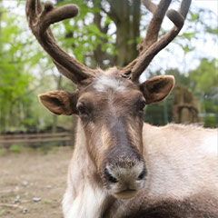 reindeer