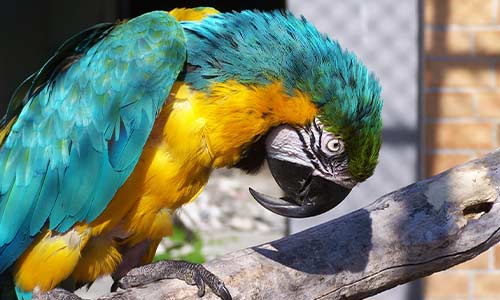 The Great Of Close Up Of Blue And Gold Macaw Bird Feathers With