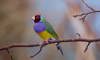 Gouldian finch