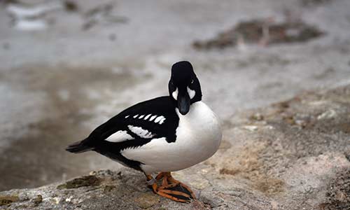 Barrow's Goldeneye