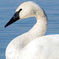 Trumpter Swan Box