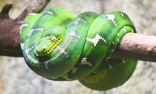 emerald tree boa