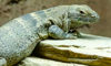 spiny-tailed iguana