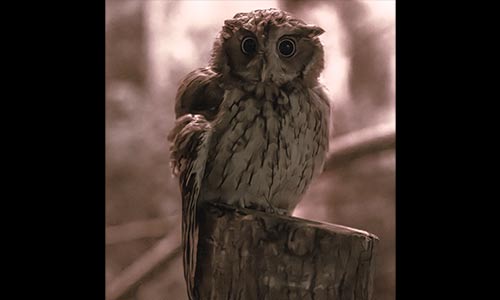 eastern screech owl
