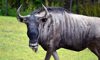 White-Bearded Wildebeest