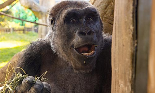 gorilla