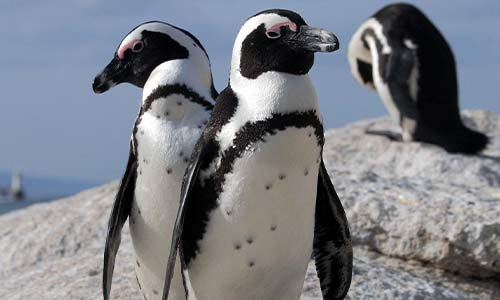 three African penguins