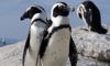 three African penguins