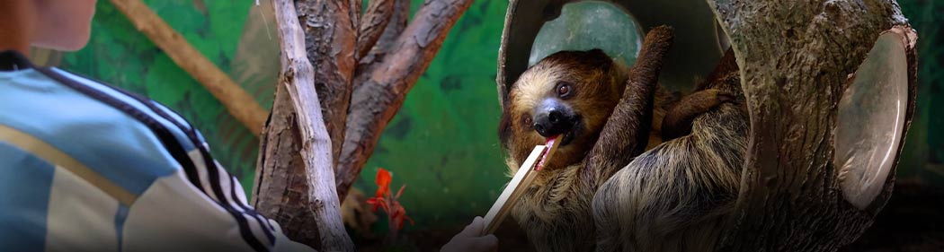 guest feeding a sloth during Stone Zoo's Sloth Experience