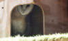 barn owl