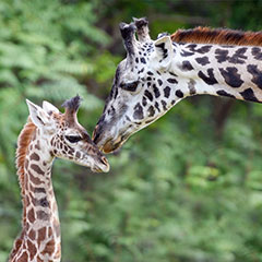giraffe mother nuzzles her calf