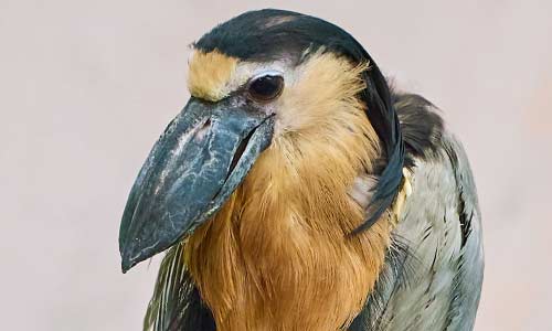 boat-billed heron