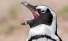 african penguin with its mouth open