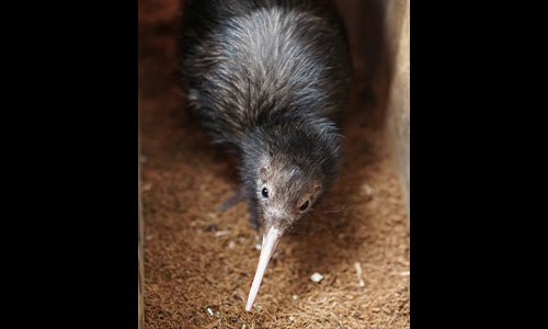 kiwi