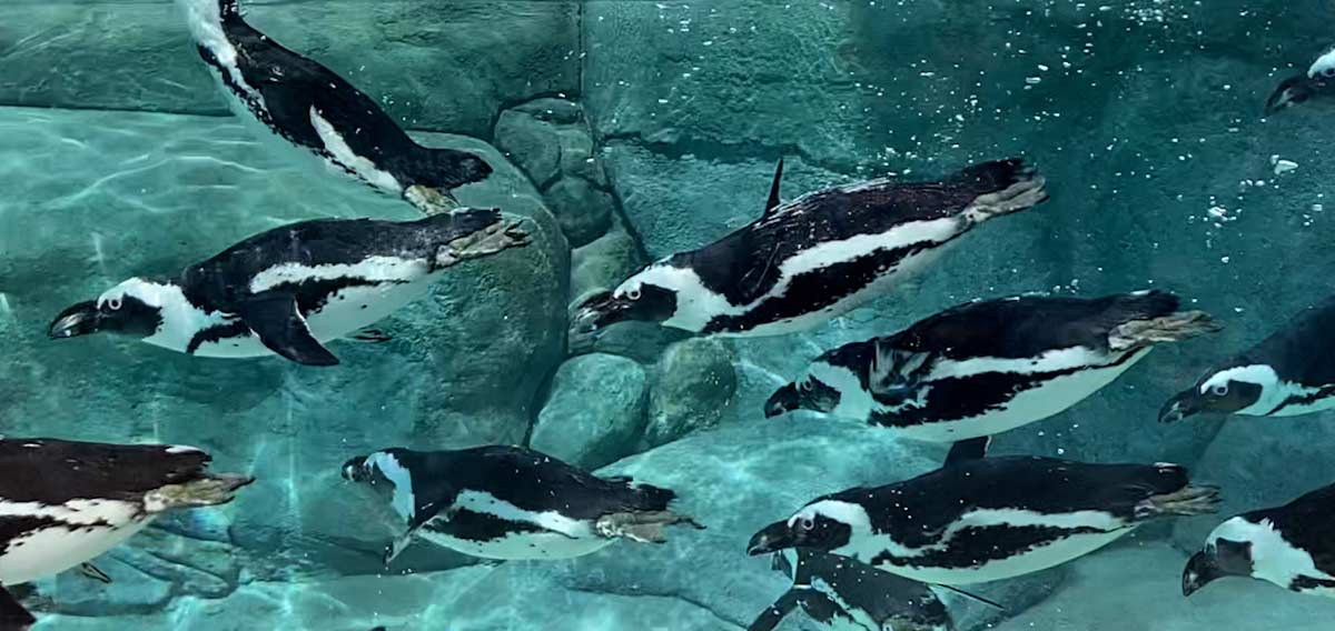 View of African penguins swimming from underwater viewing station