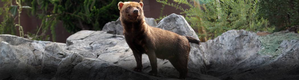 bush dog