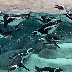 African penguins swimming