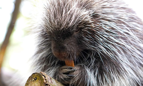 North American porcupine eating a carrot