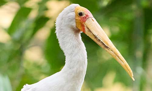 yellow-billed stork