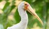 yellow-billed stork