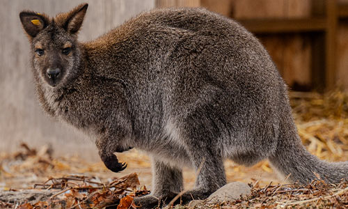 wallaby