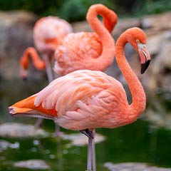 flamingo in the water