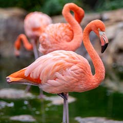 Flamingo Water Box