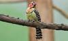 red and yellow barbet