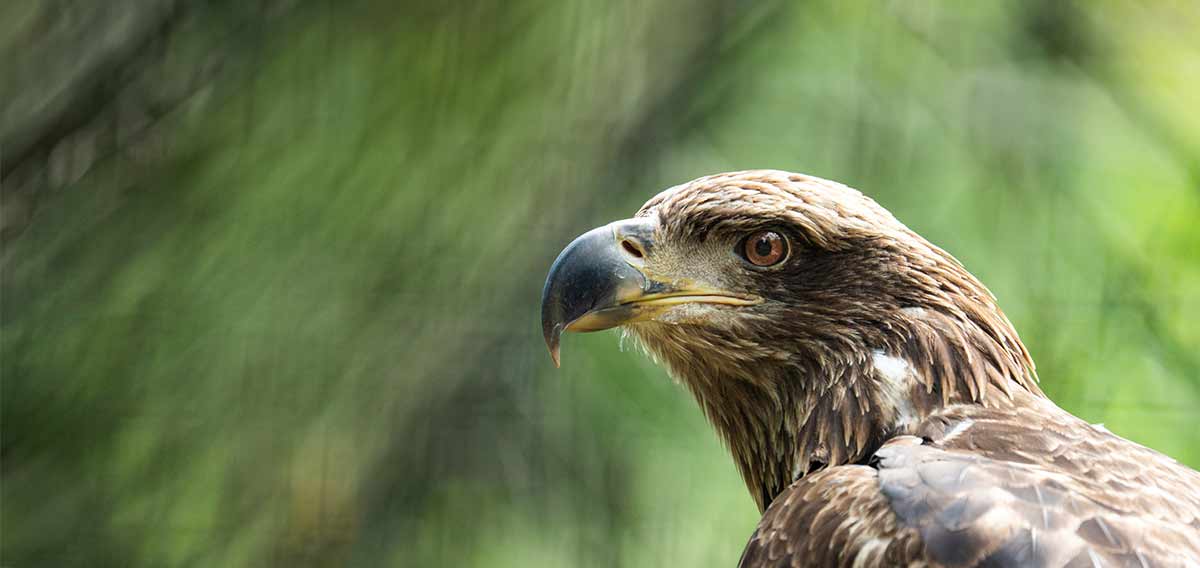 bald eagle