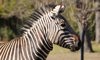 Hartmann’s Mountain Zebra
