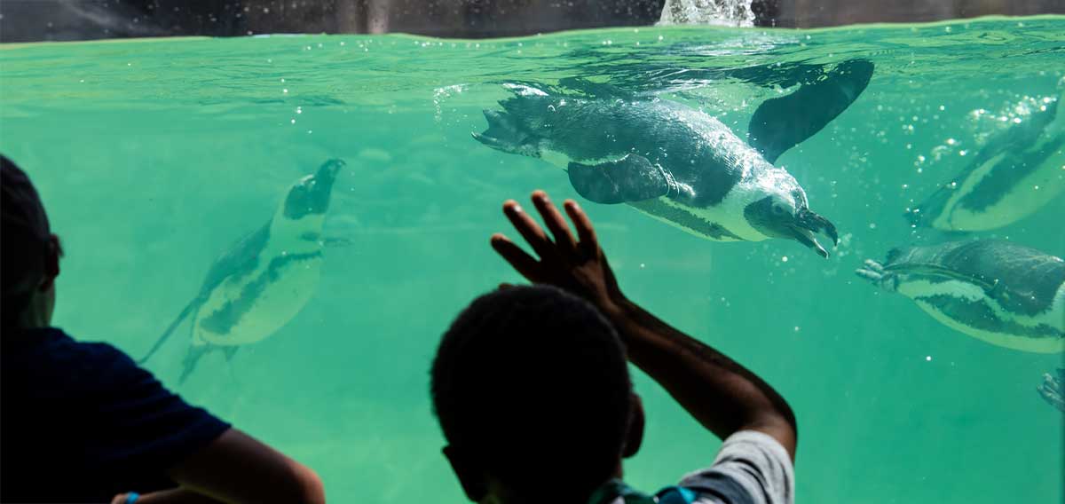 African penguins swimming with guests watching