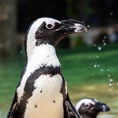 penguin cooling off by the water