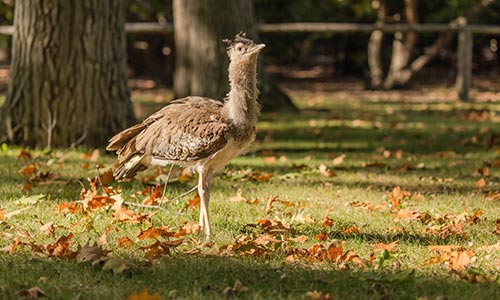 kori bustard walking in the leaves