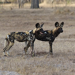 African painted dog pair