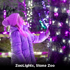Guest enjoying ZooLights