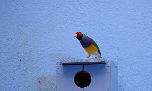 Gouldian finch