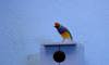 Gouldian finch