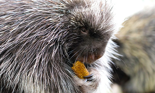 North American porcupine eating a biscuit