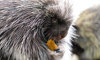 North American porcupine eating a biscuit