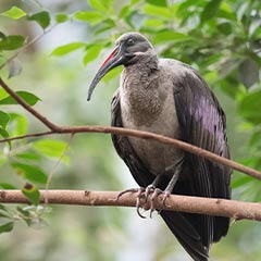 hadada ibis