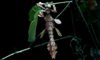 Australian walking stick