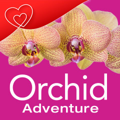 Orchid Adventure