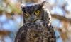 great horned owl