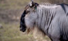 wildebeest