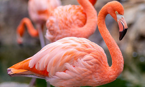 flamingo
