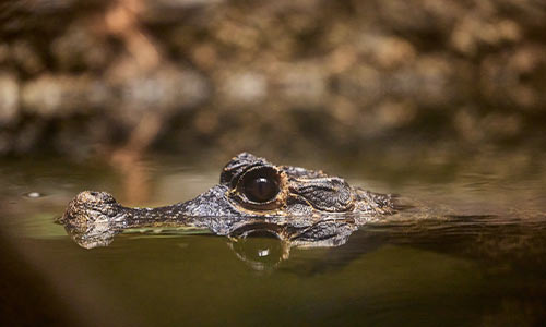 crocodile