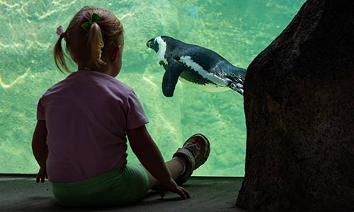 child looking at African penguins from underwater viewing window