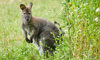 wallaby